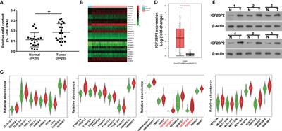 Frontiers | Knockdown Of M6A Reader IGF2BP3 Inhibited Hypoxia-Induced ...